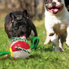 Interaktiv frisbee boll hund leksak
